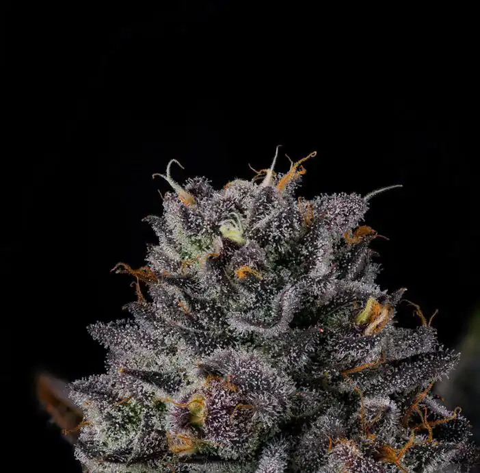 Wizard Trees - Route 65 x6 Fem