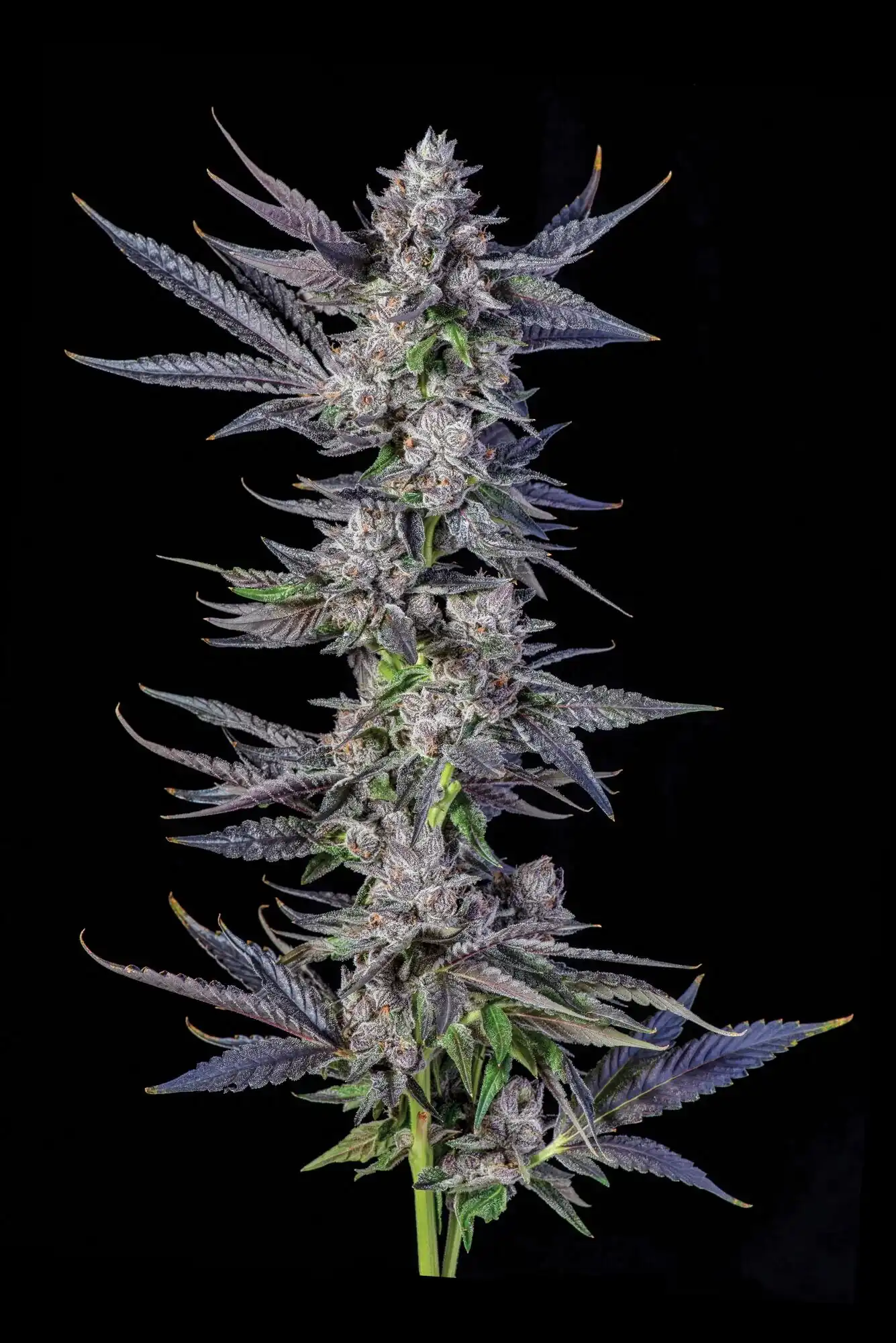 Compound Genetics - Runtz Carlton x13 Fem