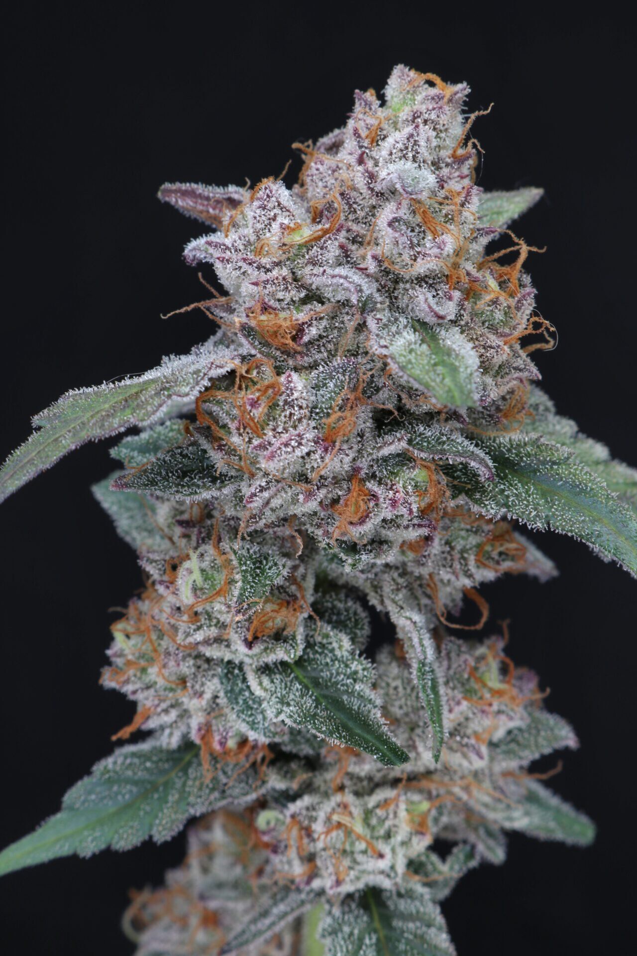 Pure Instinto- SherBacio OG AUTO X4