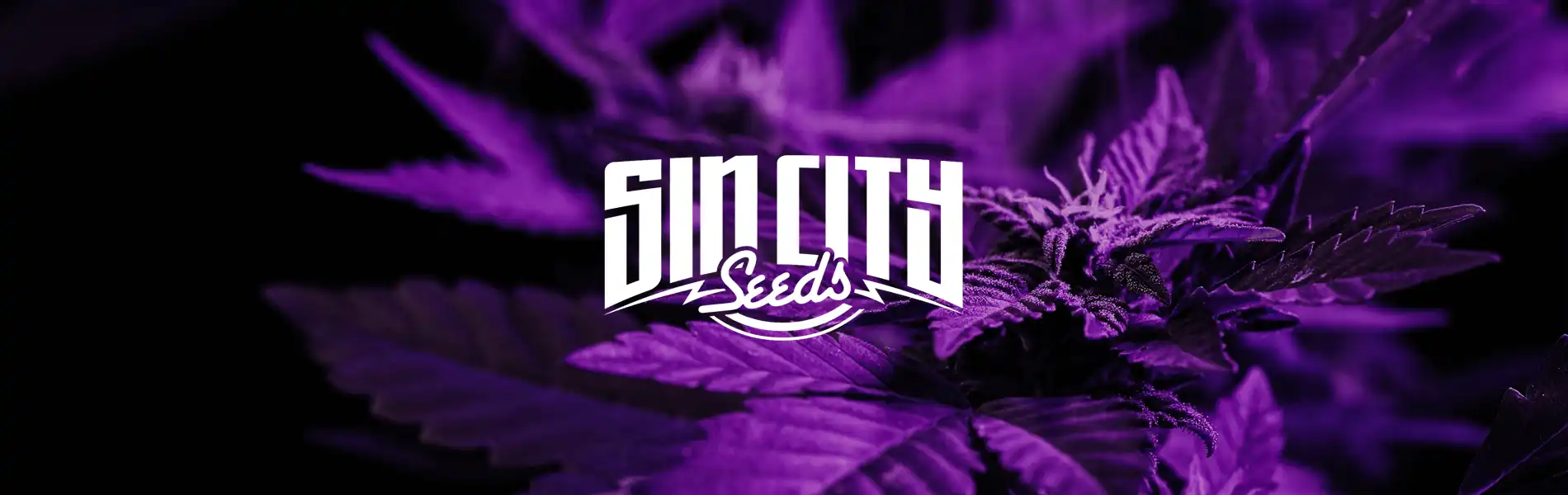 Sin City Seeds