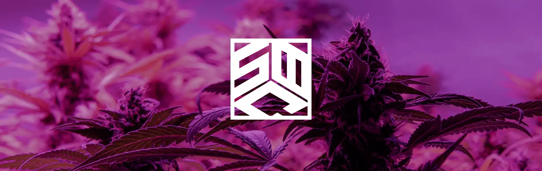 Small Batch Collects