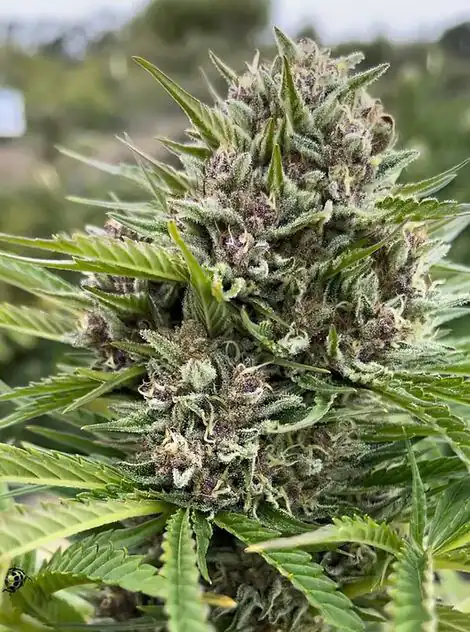 Happy Dreams Genetics - Sour Lime Trop x6 Fem