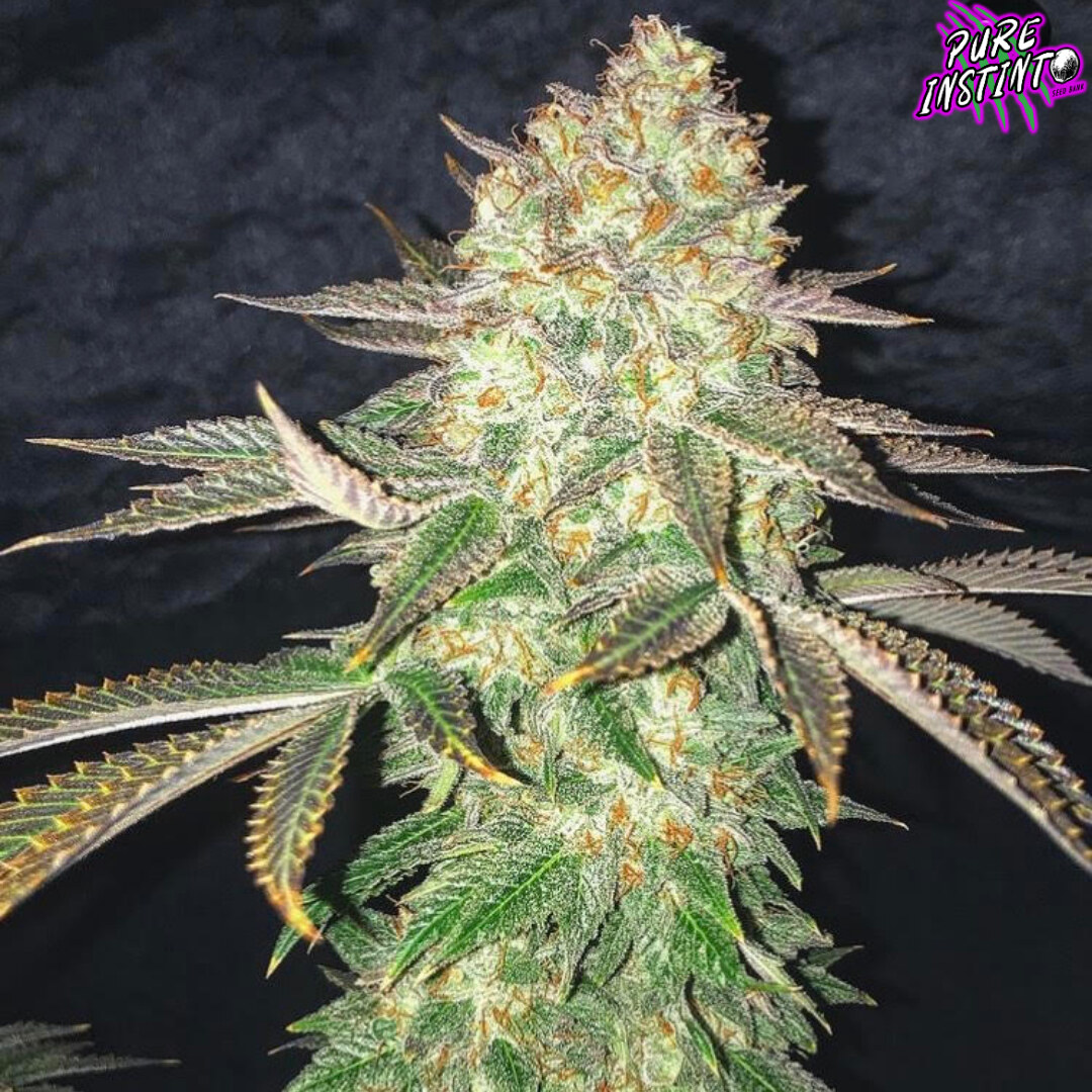 Pure Instinto – Spooky Og x4
