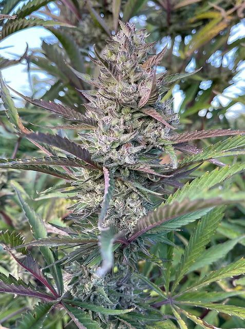 Happy Dreams Genetics – Strawberry Lime x6 Fem