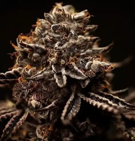 Happy Dreams Genetics - Sunset Sherbet-X x15 Regular