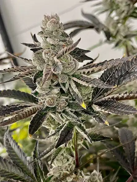 Lit Farms - Sweet 16 x20 Regular