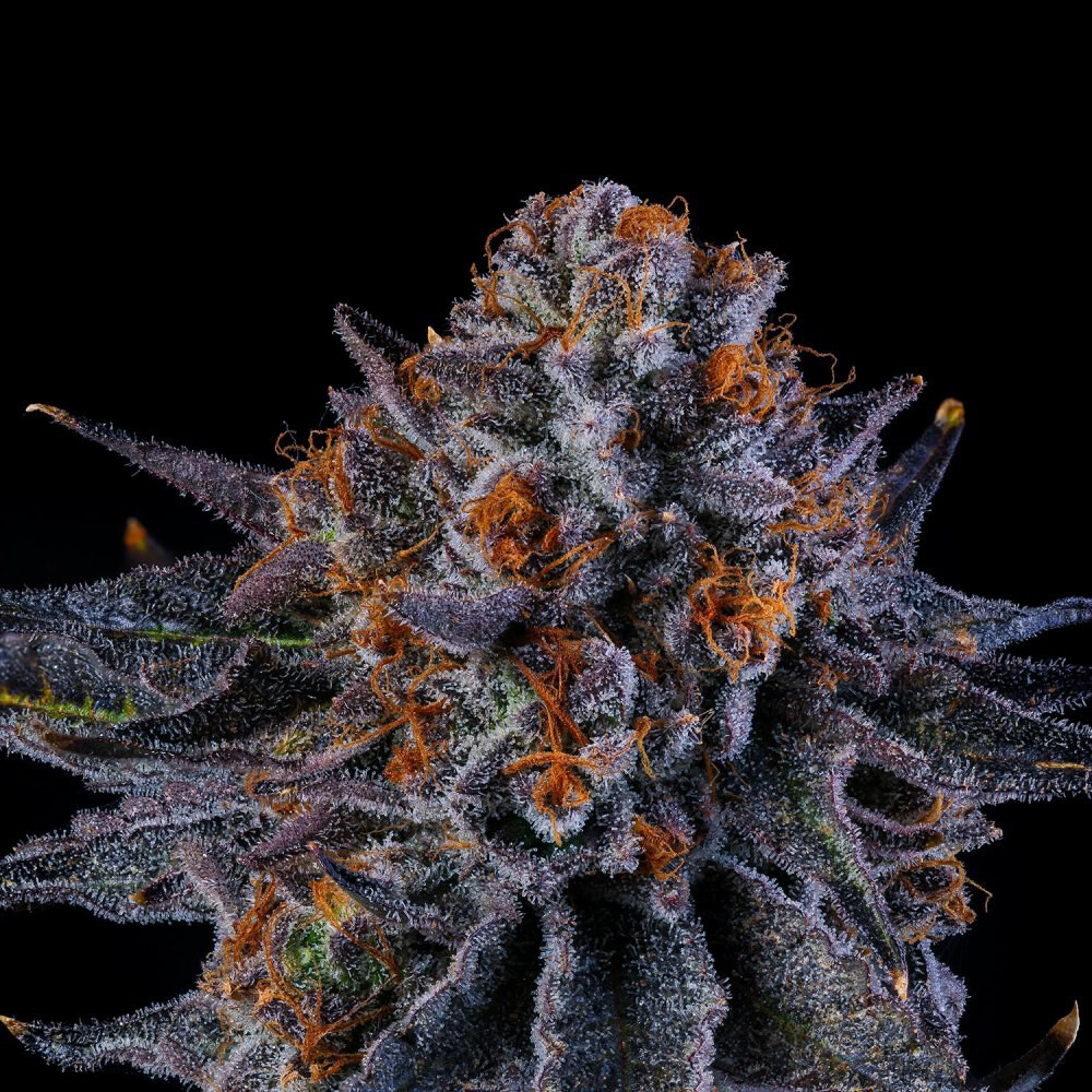 Wizard Trees – Tea Time x6 Fem