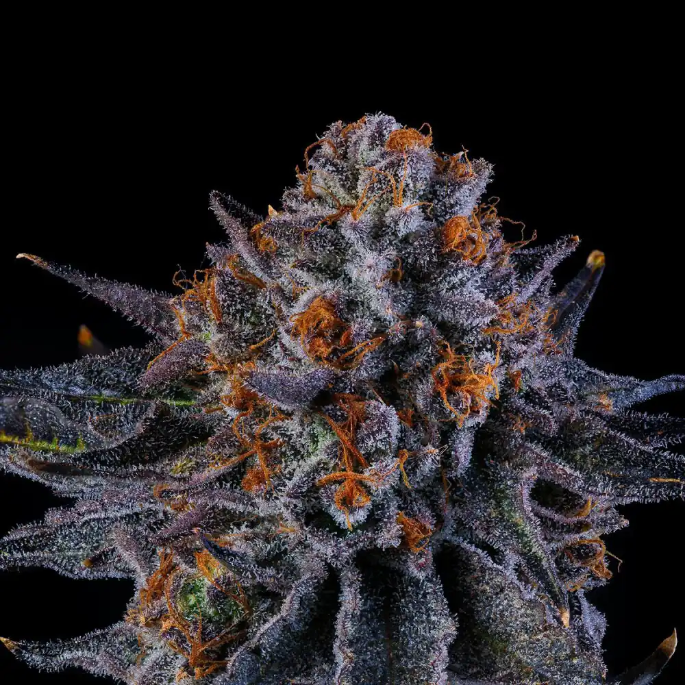 Wizard Trees - Tea Time x6 Fem