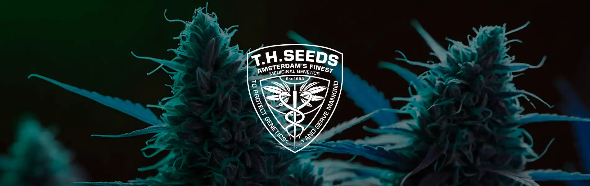 TH Seeds