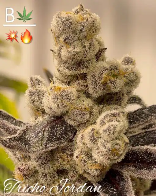 Beleaf Seeds - Trichojordan x10 Fem