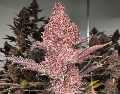 Relentless Genetics – Tropicanna Cherry S1 x9 Fem