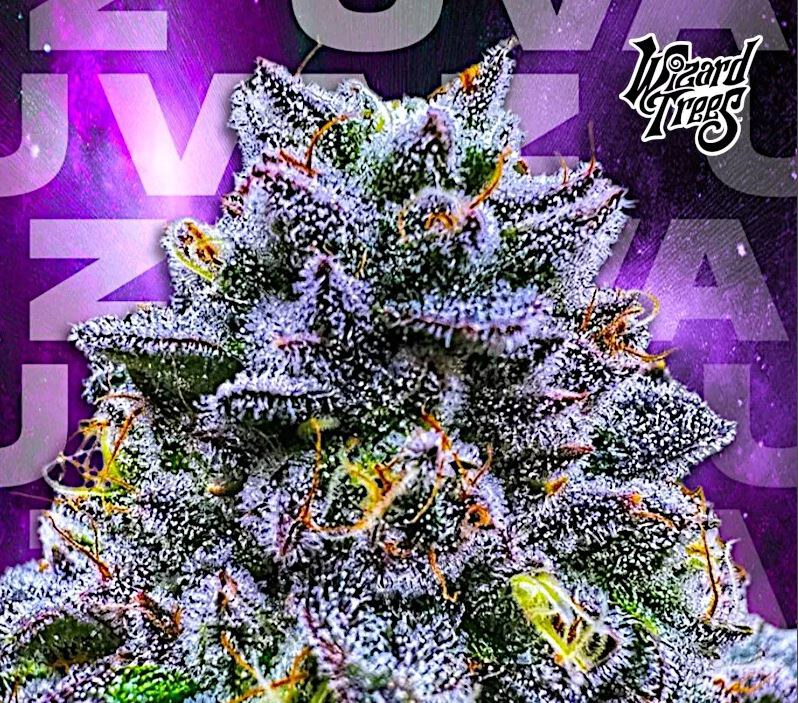 Wizard Trees – Uvaz x6 Fem