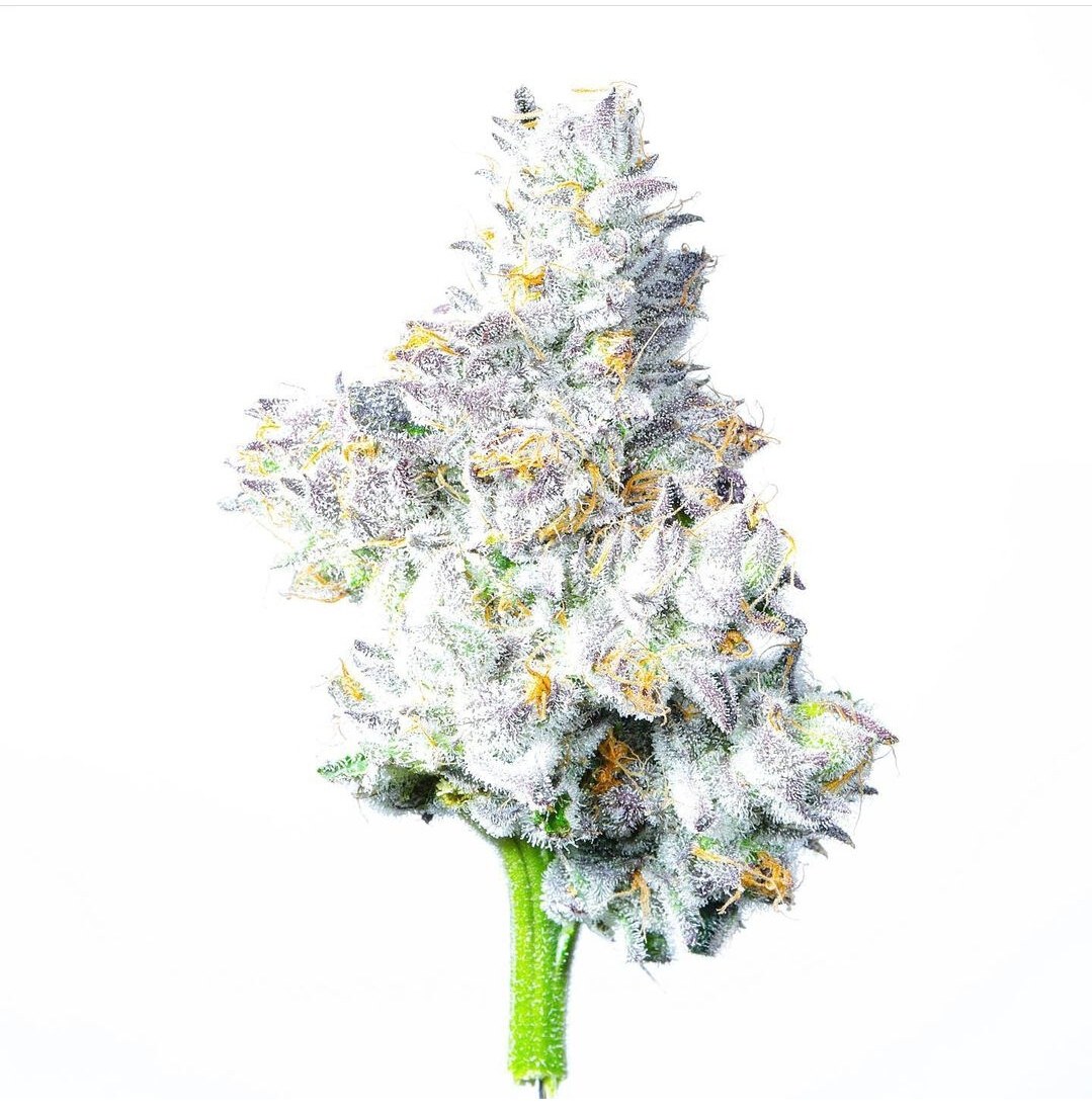 Lit Farms – Watermelon Martini x10 Fem