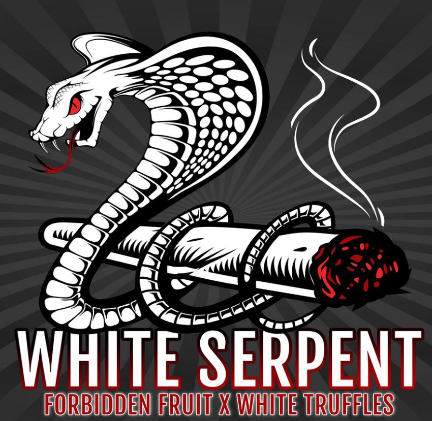 Elev8 Seeds – White Serpent x3 Fem