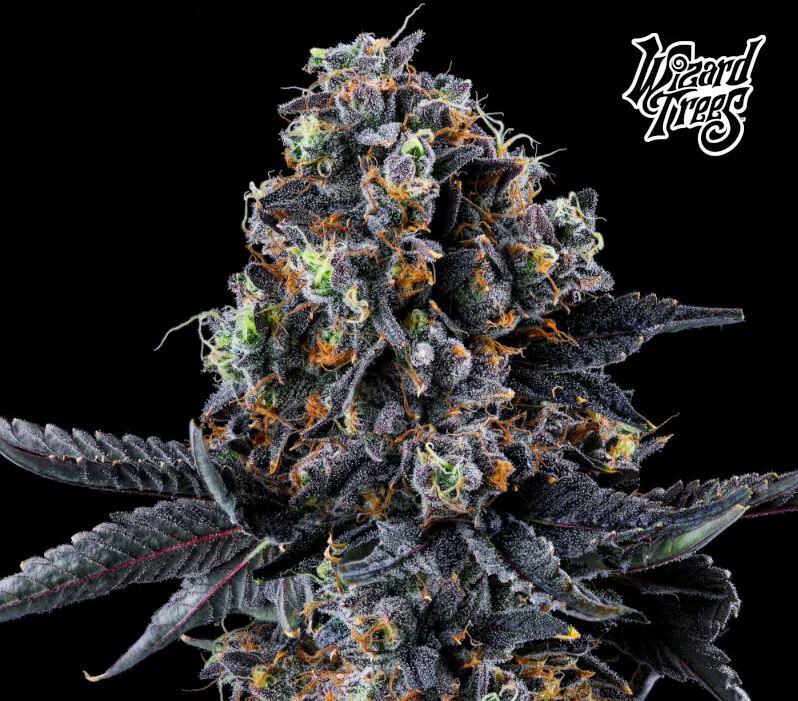 Wizard Trees – White Soho x6 Fem