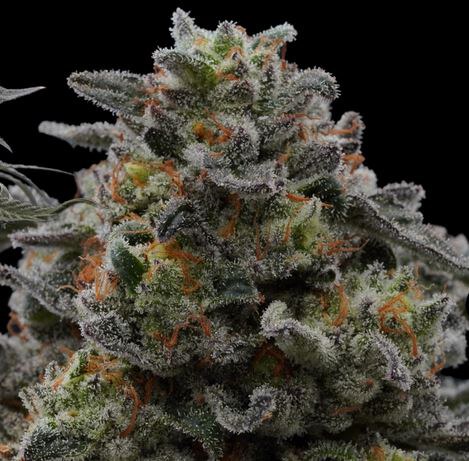 Ziplock Seeds –  Wolf Pack x5 Fem