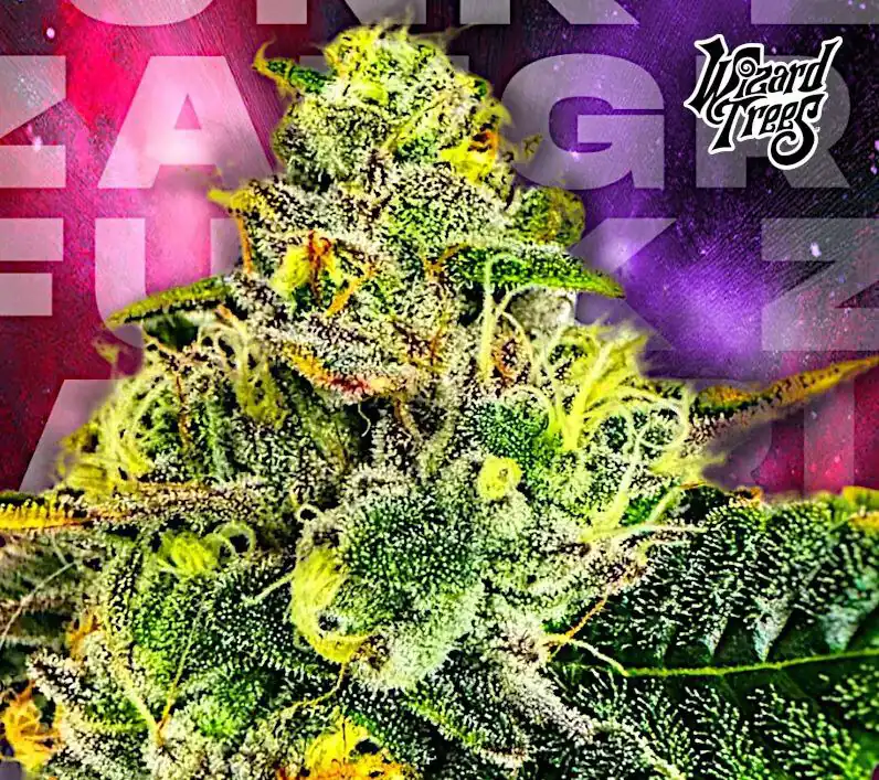 Wizard Trees - Zangria Funk x6 Fem