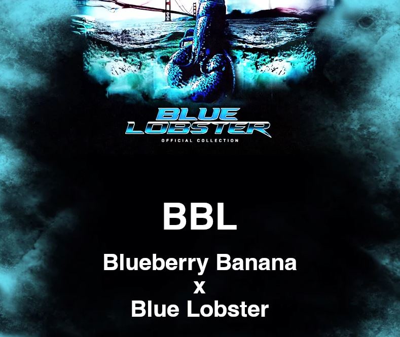 Cipher Genetics – BBL x7 Fem