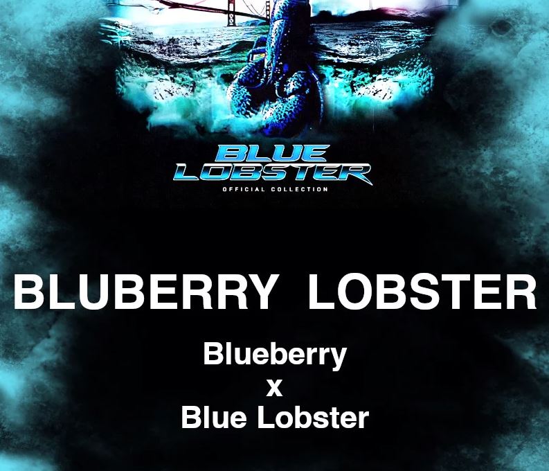 Cipher Genetics – Blueberry Lobster x7 Fem