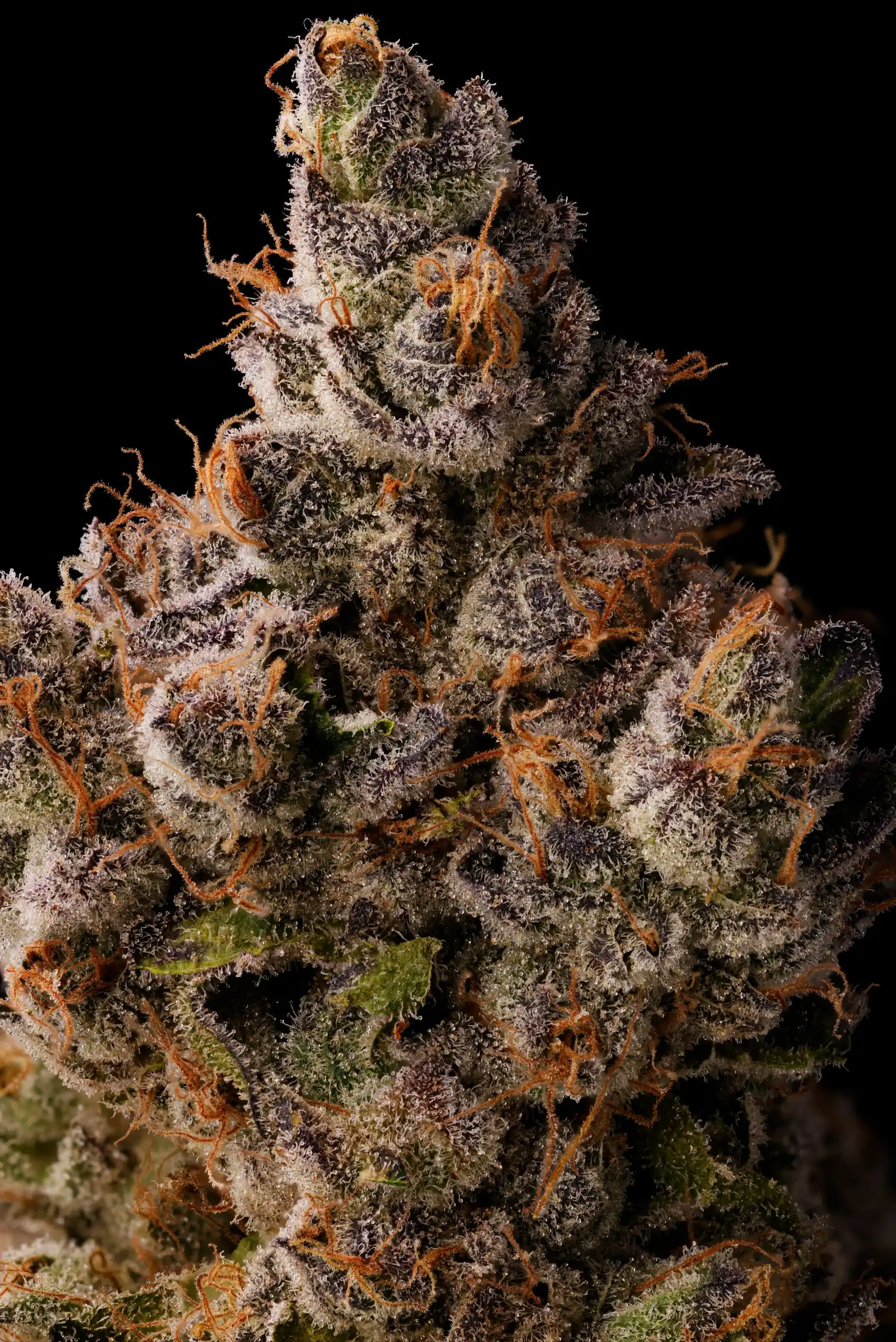 Seed Junky Genetics – Jungle Juice x10 Fem