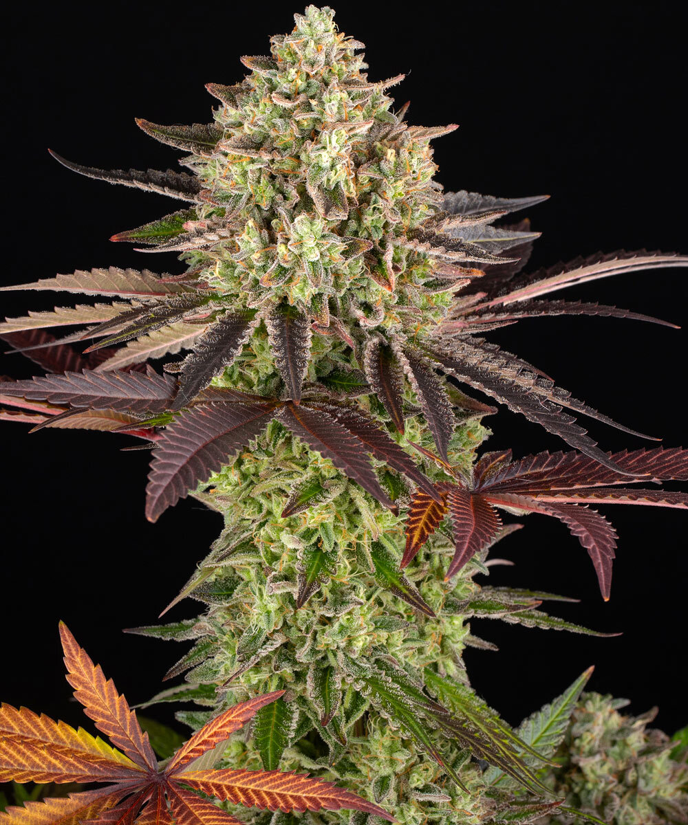 Barneys Farm – Apple Fritter  x5 Fem