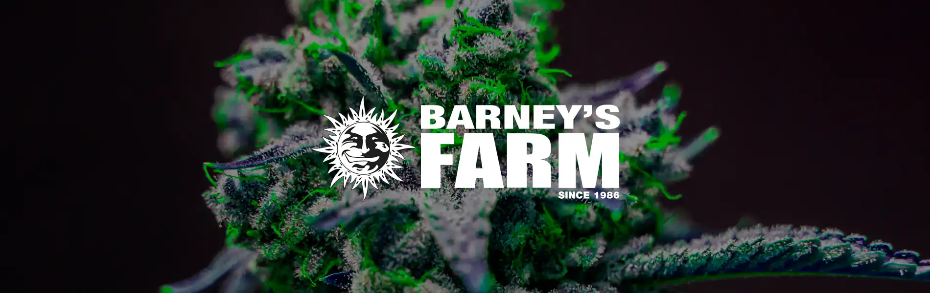 Barneys Farm