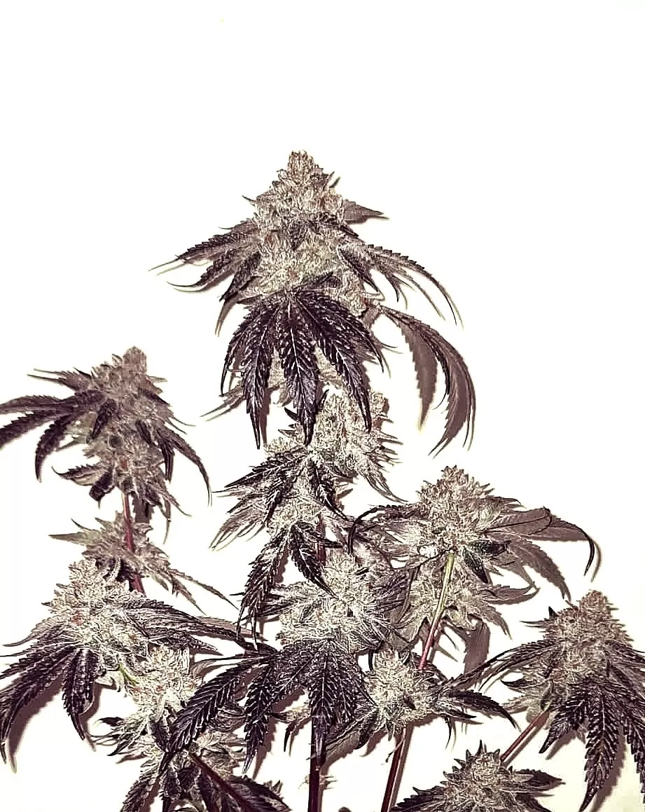 Umami Seeds – Bath House  x6 Fem + Freebie