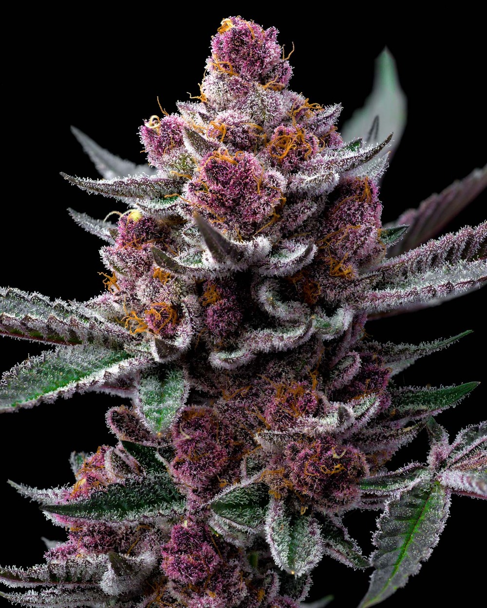 Barneys Farms – Cherry Poppers x5 Fem