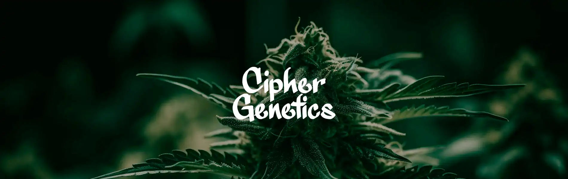 Cipher Genetics