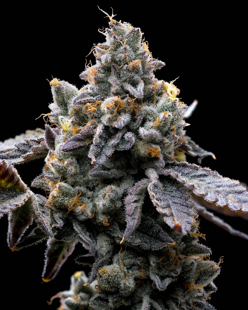 Barneys Farms – GMO Cookies x5 Fem