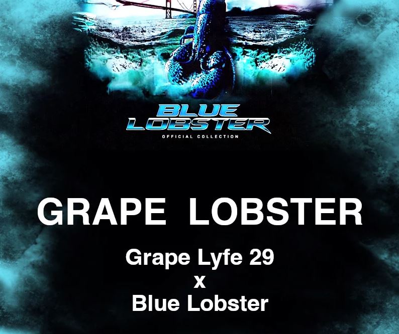 Cipher Genetics – Grape Lobster x7 Fem