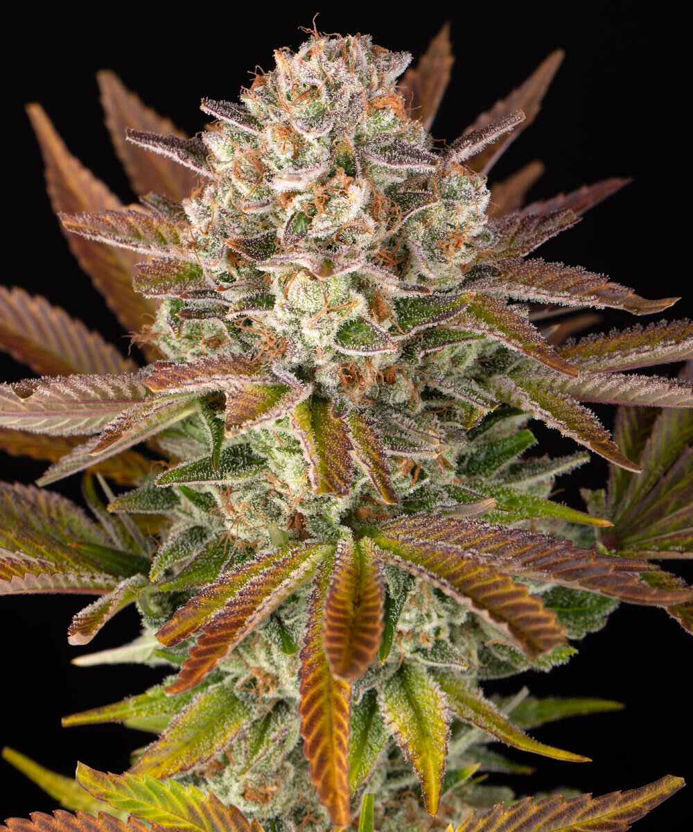 Barneys Farm – Jealousy x5 Fem