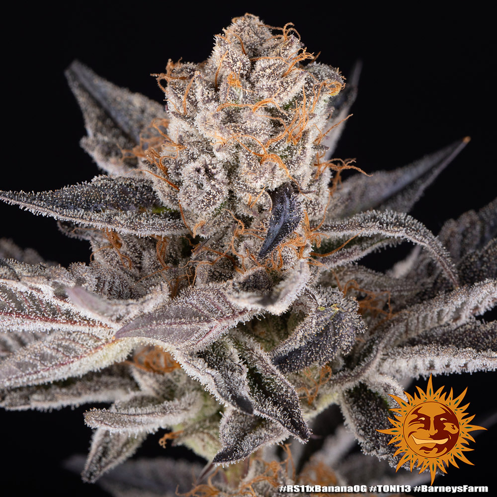 Barneys Farm – RS11 x Banana Og x5 Fem  ( Doja Colab )