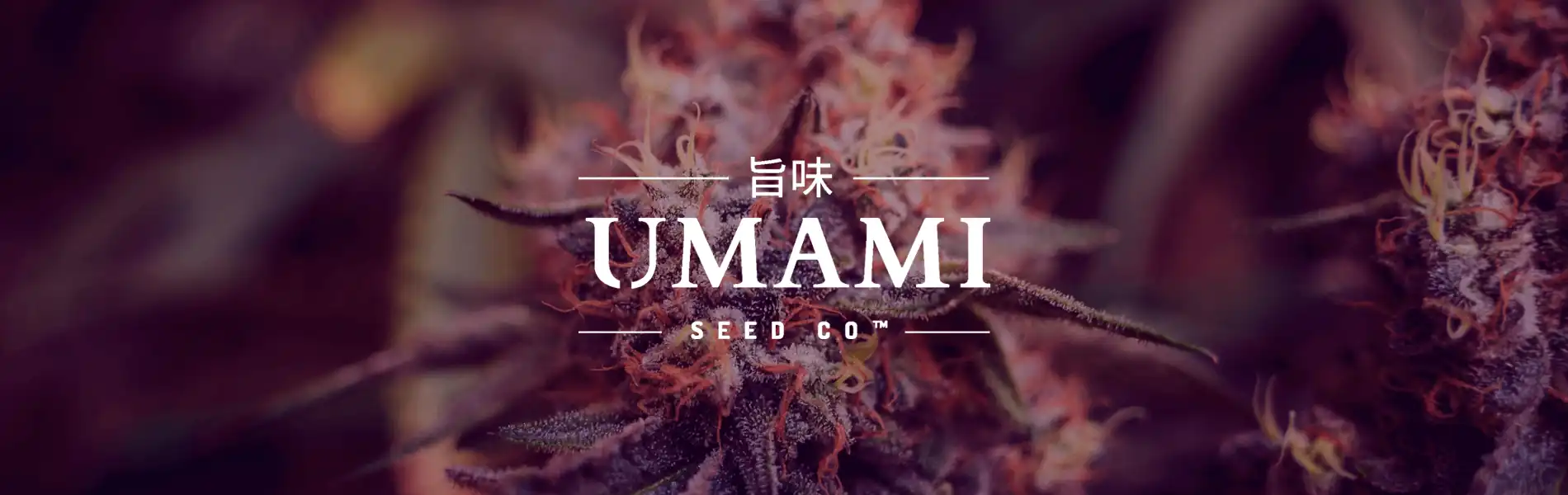 Umami Seed Co