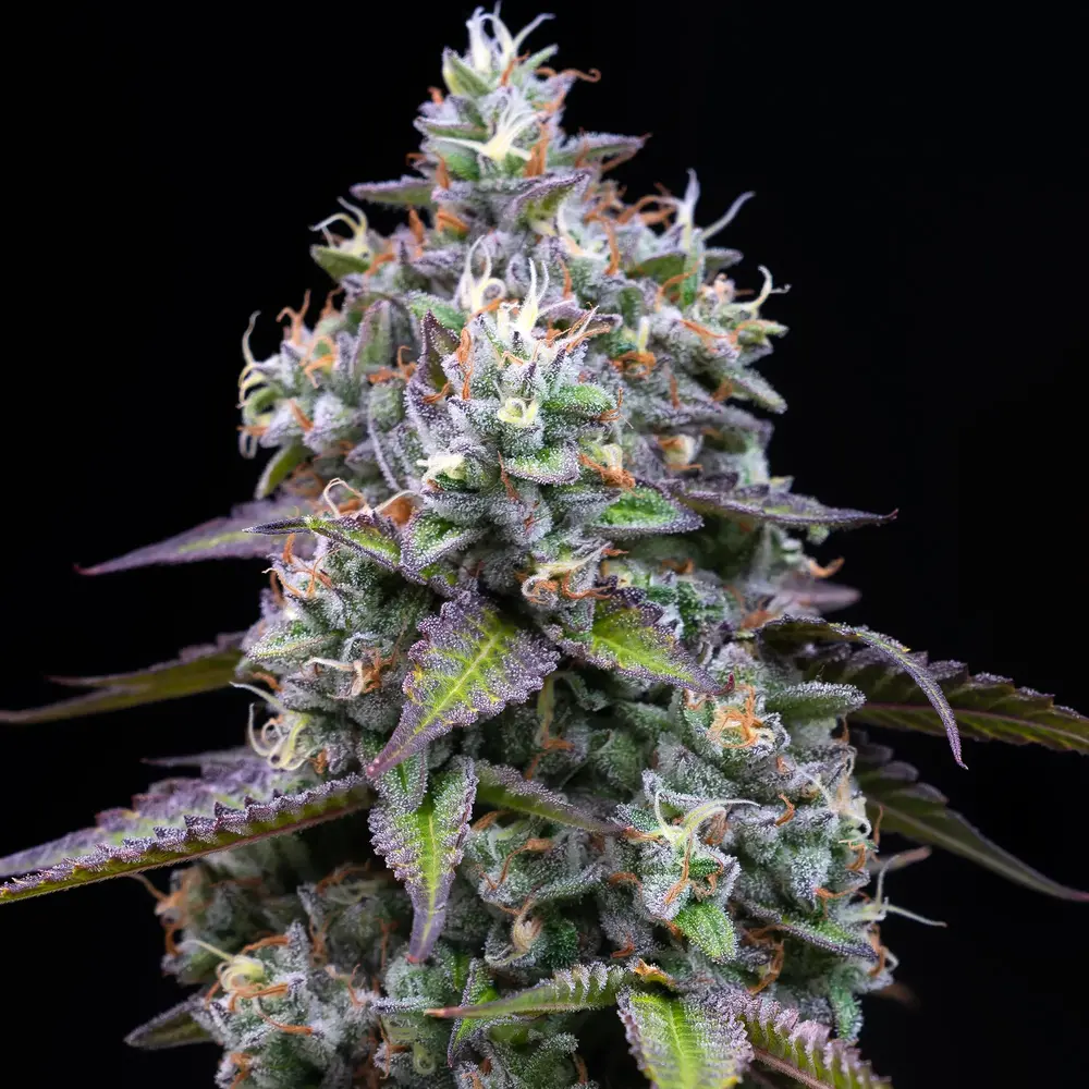 Barneys Farm - Zoap x5 Fem