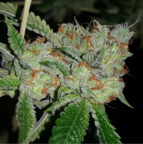 Humbold CSI – Loompa’s Headband  S1 x7 Fem