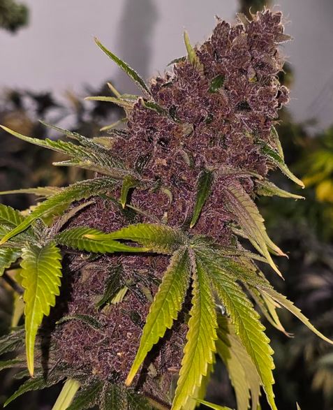 Humbold CSI – The Red Carpet x7 Fem