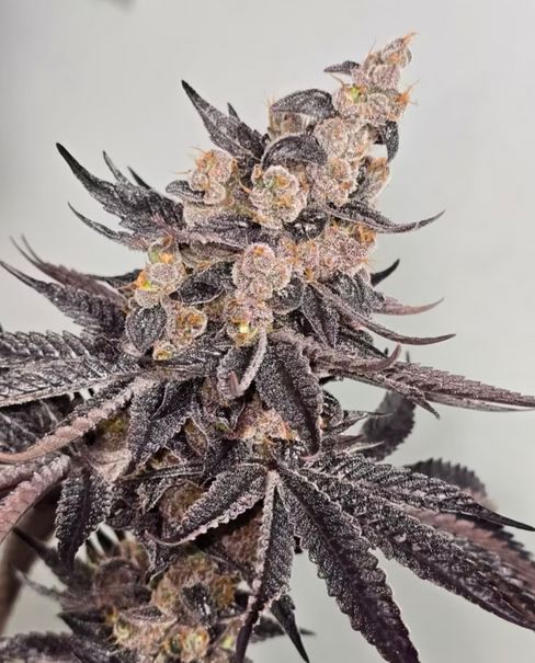 Humbold CSI – Reek Havoc x7 Fem