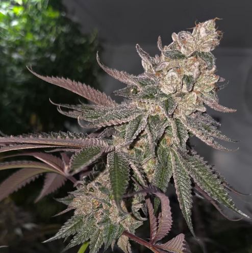 Humbold CSI – Ride or Pie x7 Fem