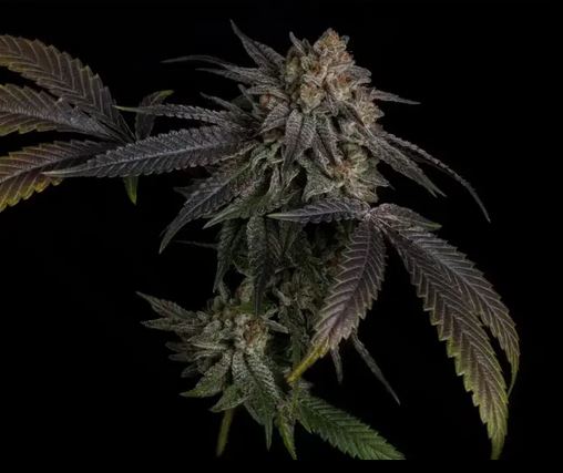 Humbold CSI – T-1000 S1 x7 Fem