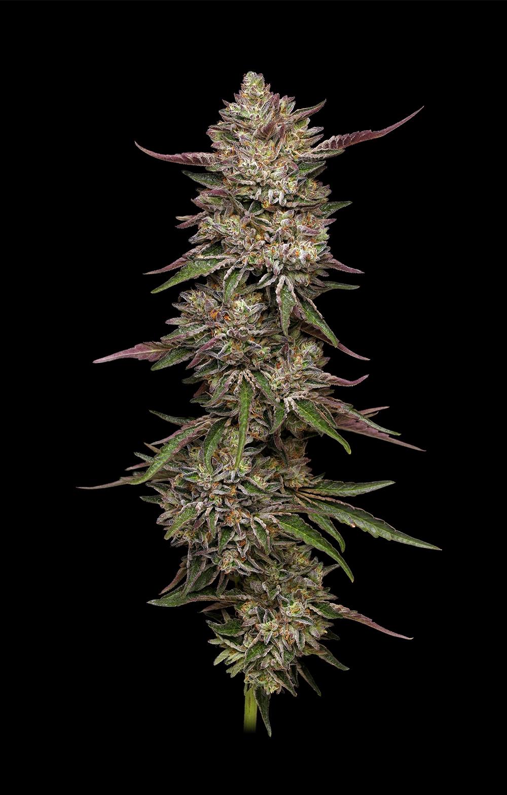 Humbold Seed Co – Guzzlerz x5 Fem