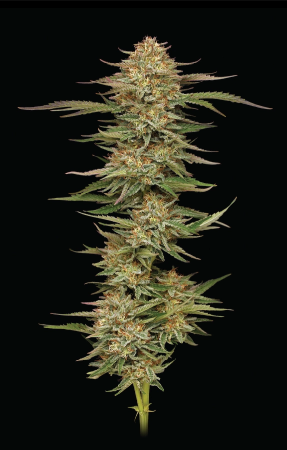 Humbold Seed Co – Orange Creampop x10 Fem