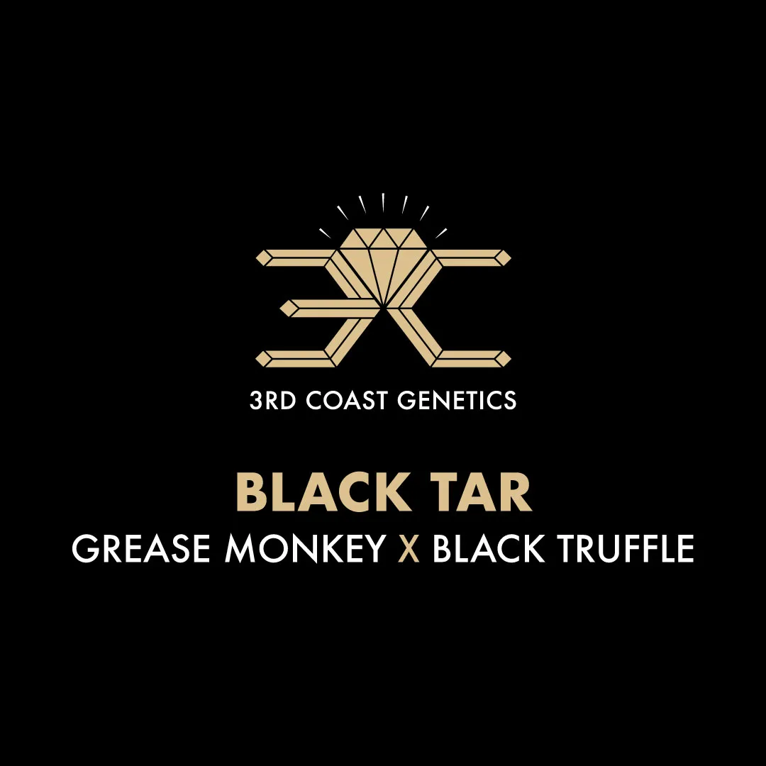 3rd Coast Genetics - Black Tar x10 Regular