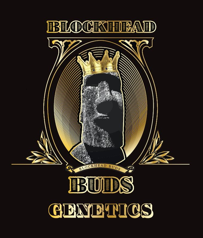 Blockhead Buds - Blockberry F2 x10 Reg