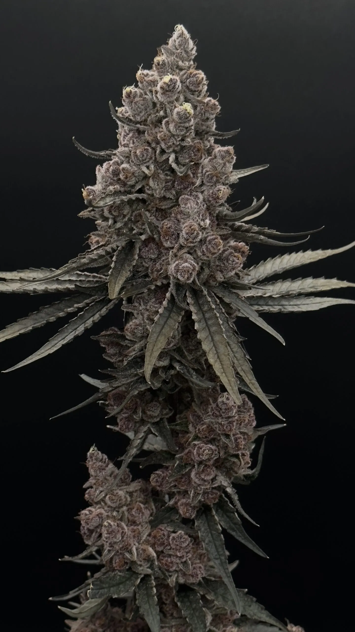 Blockhead Buds - Blouis Vuitton (Blockberry X Blueberry Frosting) x10 Regular ( Last Pack )