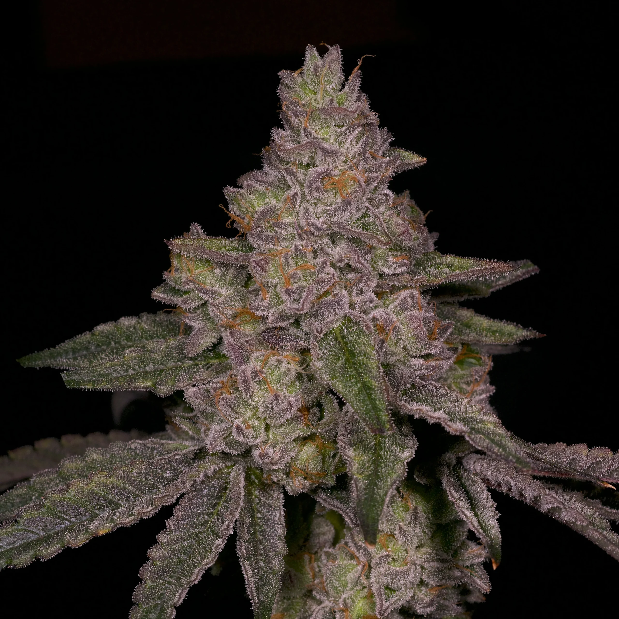 Archive Seedbank – Blue Belts x 6 Fem