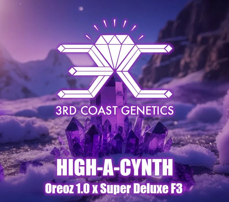 3rd Coast Genetics – High-A-Cynth F4  x10 Regular