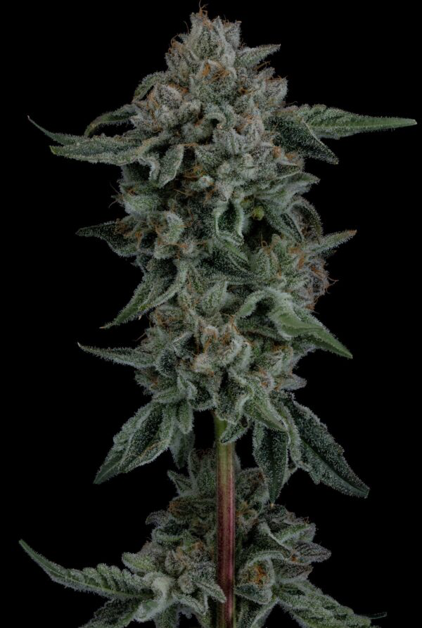 Seed Junky Genetics- (Zkittlez x Kush Mints 11) x Wild Cherry x10 Fem