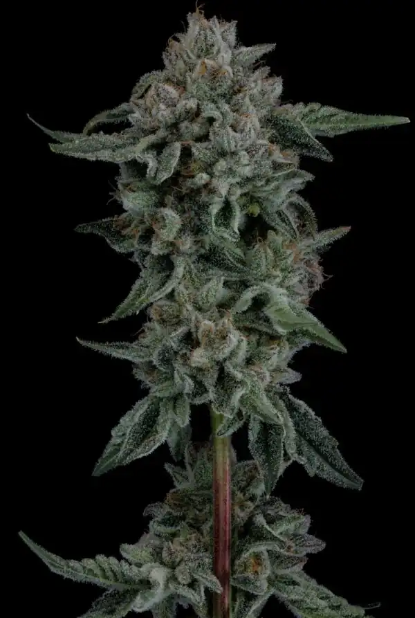 Seed Junky Genetics- (Zkittlez x Kush Mints 11) x Wild Cherry x10 Fem