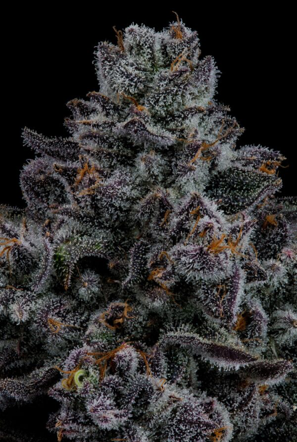 Seed Junky Genetics- Magic Marker x Wild Cherry x10 Fem